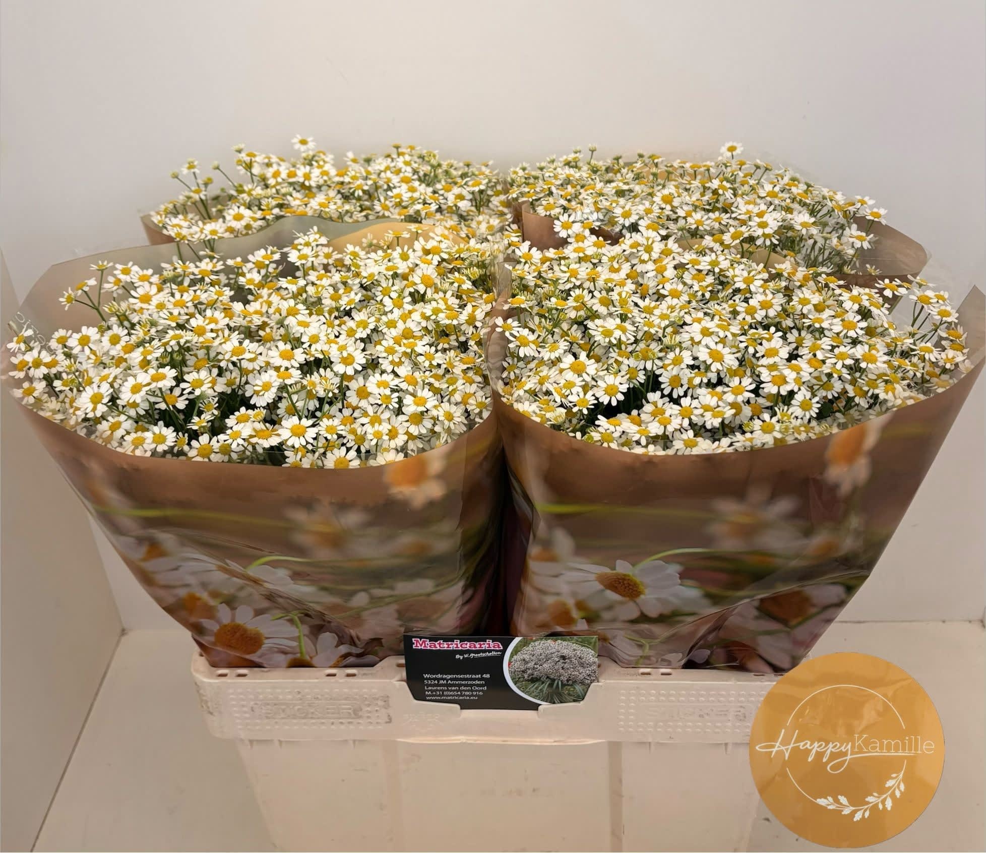 Срезанные цветы оптом Matricaria single vegmo (camille) от 100шт из Голландии с доставкой по России