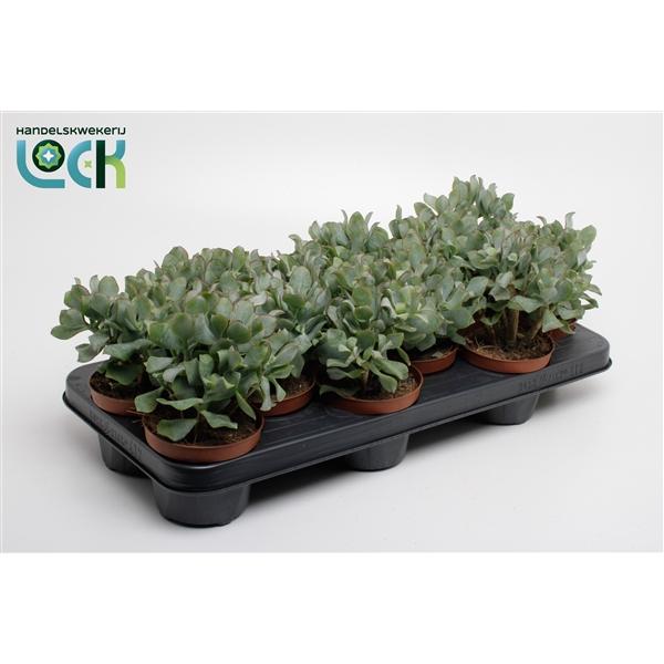 Горшечные цветы и растения оптом Crassula Arborensis Cristaat от 9шт из Голландии с доставкой по России