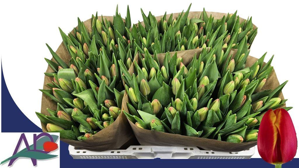 Срезанные цветы оптом Tulipa si trailblazer от 150шт из Голландии с доставкой по России