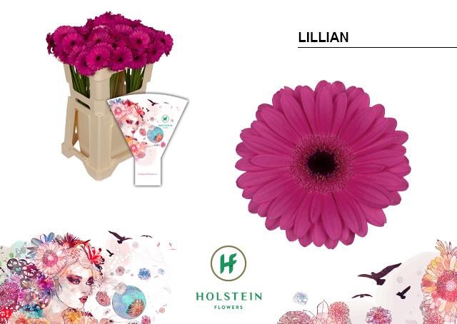 Срезанные цветы оптом Germini lillian от 80шт из Голландии с доставкой по России