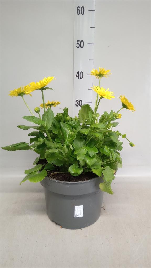 Горшечные цветы и растения оптом Doronicum Orientale от 1шт из Голландии с доставкой по России