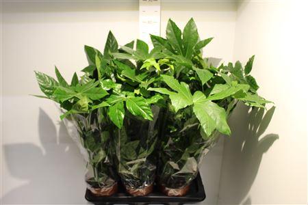 Горшечные цветы и растения оптом Fatsia Japonica Overig от 6шт из Голландии с доставкой по России