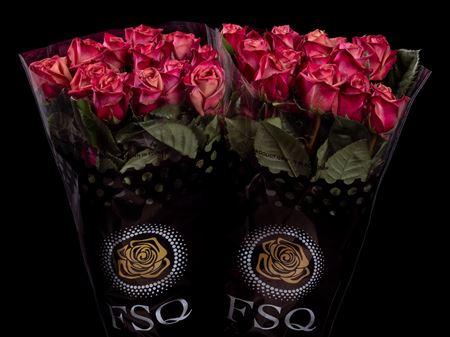 Срезанные цветы оптом Rosa ec purple barista от 40шт из Голландии с доставкой по России