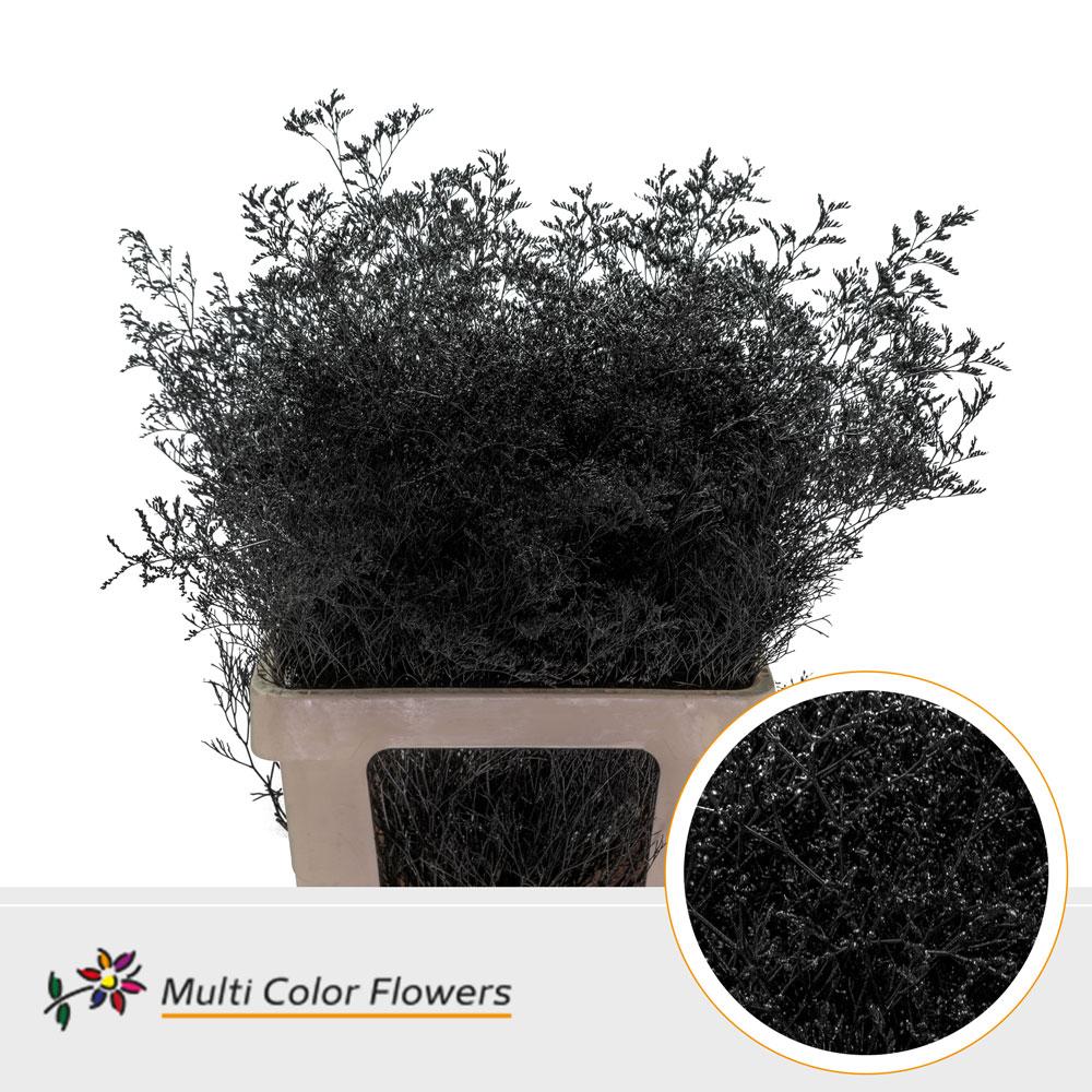Срезанные цветы оптом Limonium beltlaard paint black от 25шт из Голландии с доставкой по России