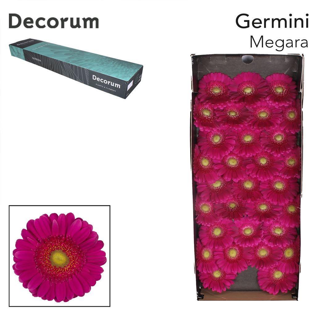 Срезанные цветы оптом Germini megara+ от 60шт из Голландии с доставкой по России