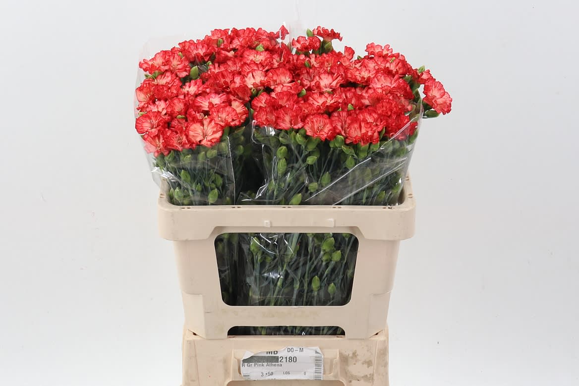 Срезанные цветы оптом Dianthus sp solandis blushfly от 100шт из Голландии с доставкой по России
