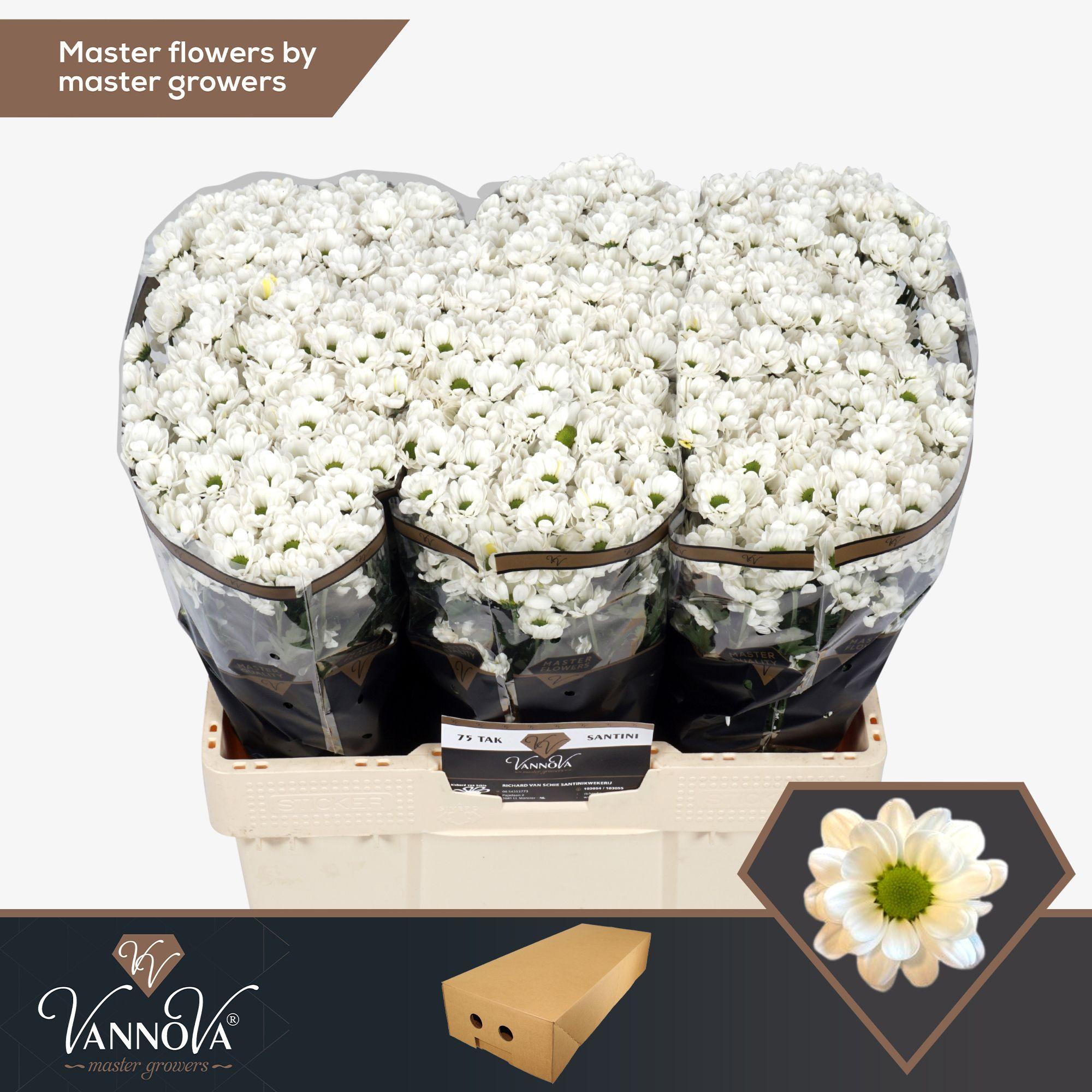 Срезанные цветы оптом Chrys sa bowie от 100шт. из Голландии с доставкой по России