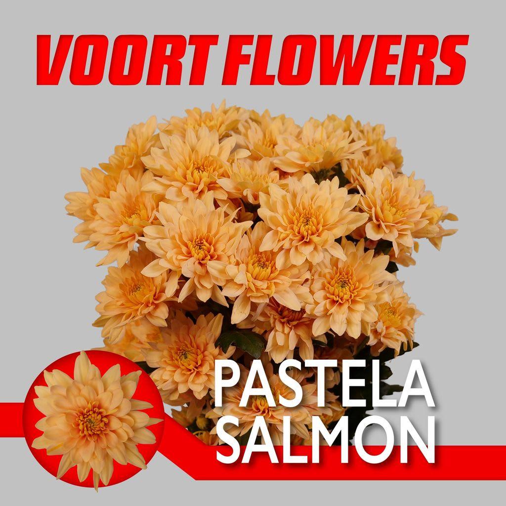 Срезанные цветы оптом Chrys sp pastela salmon от 80шт из Голландии с доставкой по России