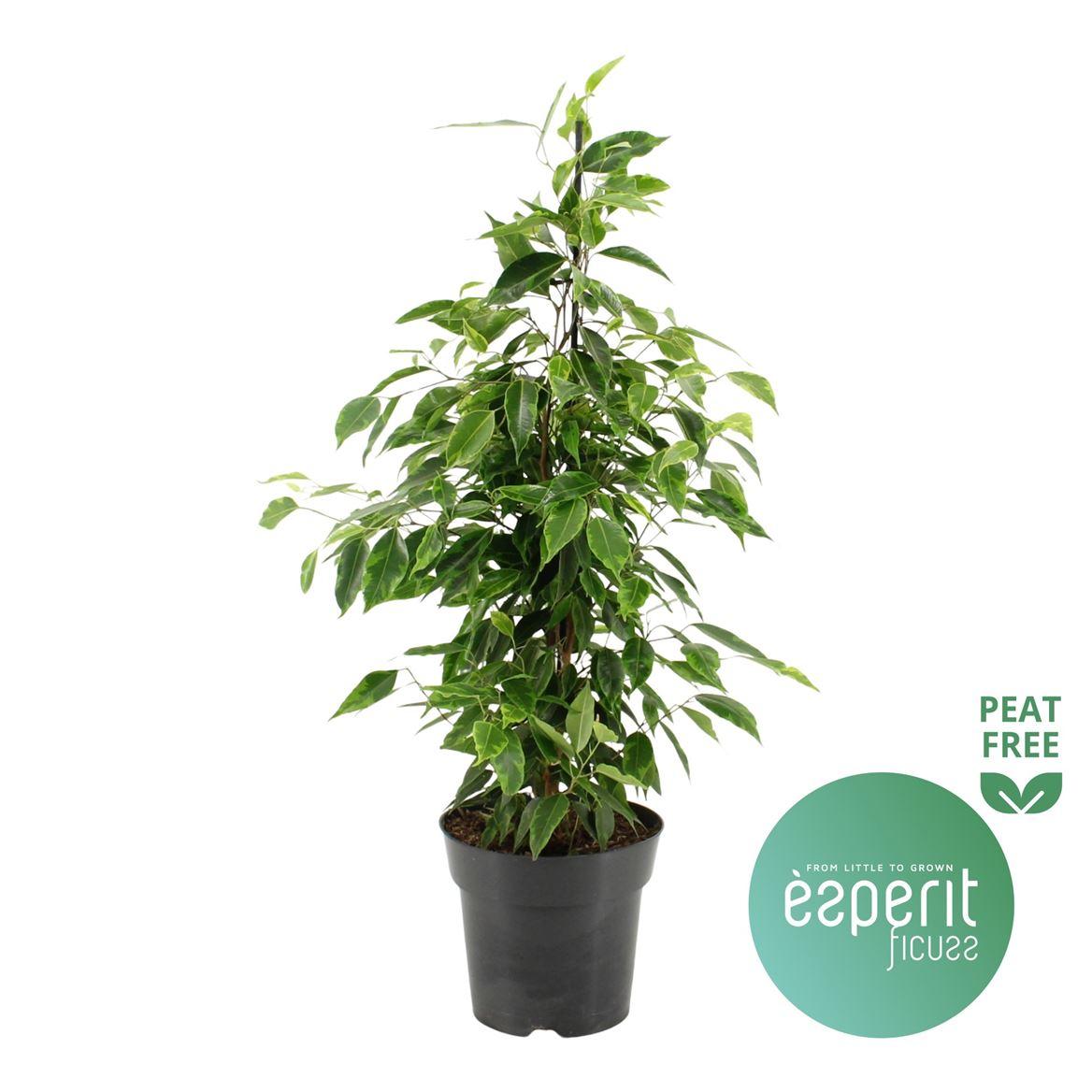 Горшечные цветы и растения оптом Ficus Benjamina Anastasia от 6шт из Голландии с доставкой по России