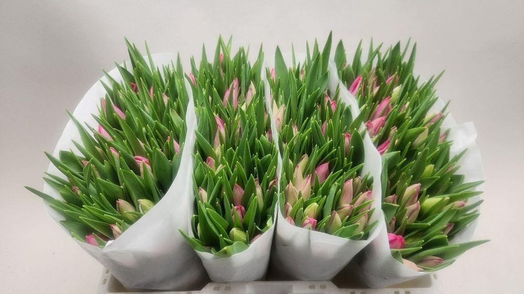 Срезанные цветы оптом Tulipa si joelle от 200шт из Голландии с доставкой по России