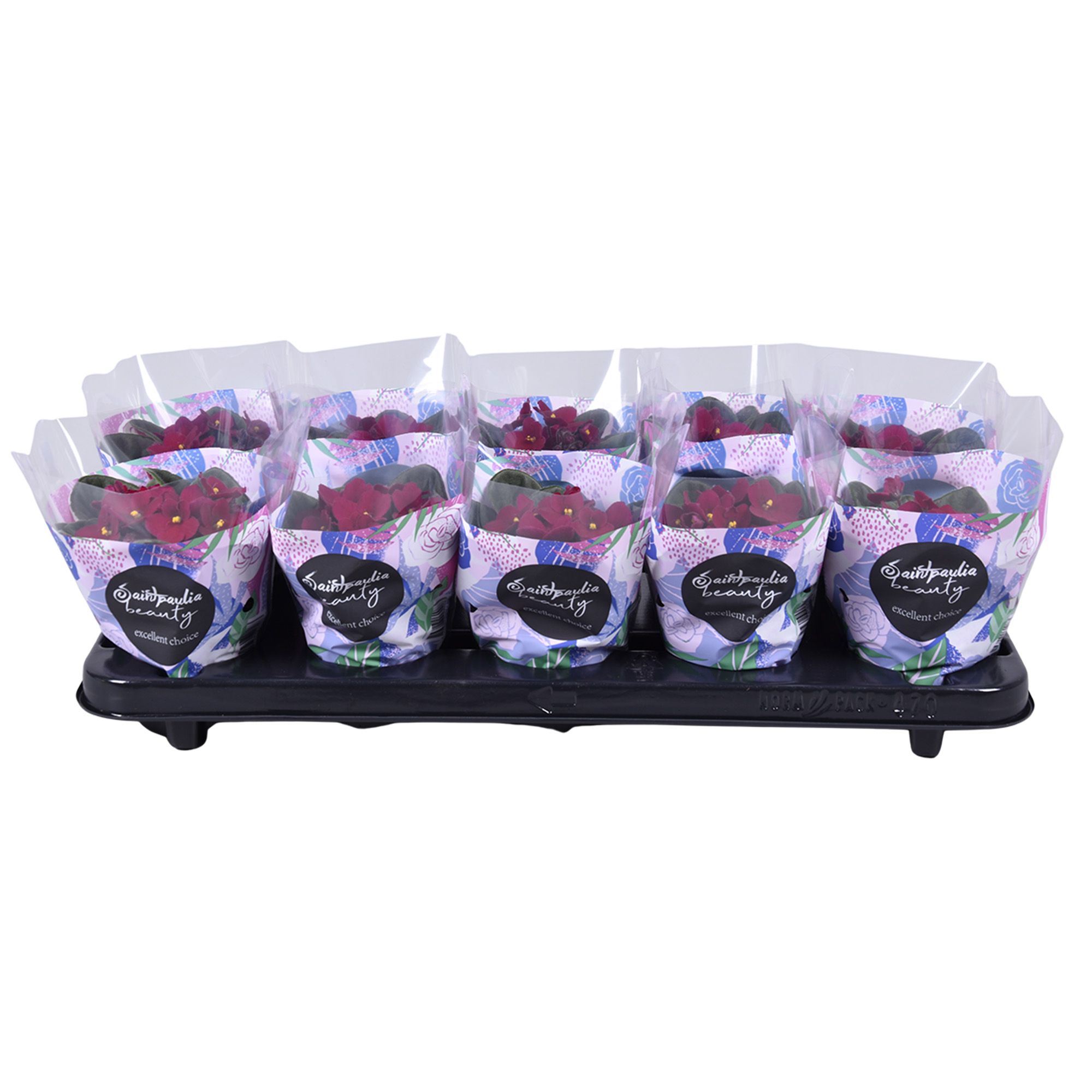 Горшечные цветы и растения оптом Saintp Ov от 10шт (для телеги) из Голландии с доставкой по России Горшечные цветы и растения оптом Saintp Ov от 10шт (для телеги) из Голландии с доставкой по России