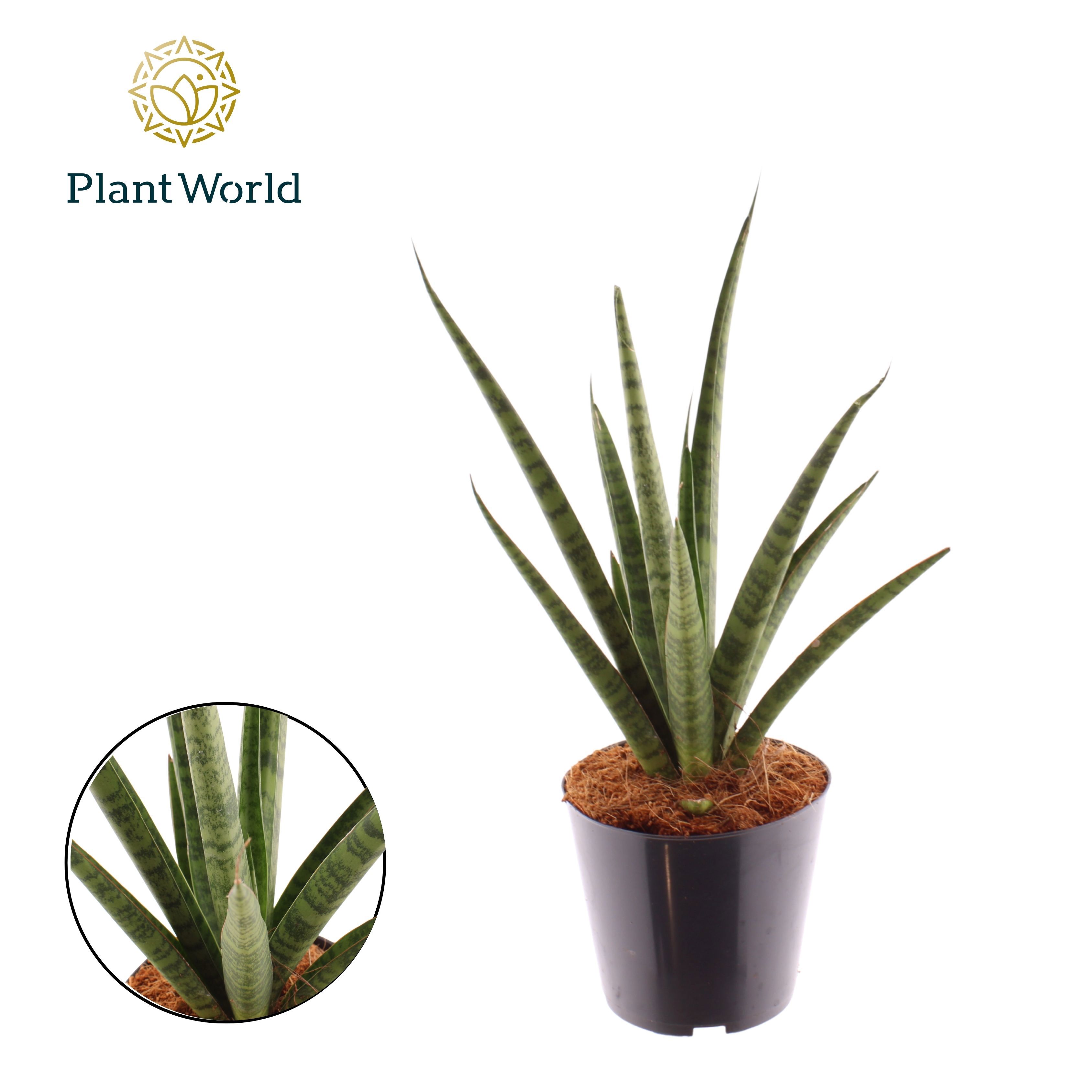 Горшечные цветы и растения оптом Sansevieria Dancing Queen от 7шт из Голландии с доставкой по России