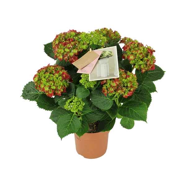 Горшечные цветы и растения оптом Hydrangea Ma Hi Fire Red 9+ от 6шт из Голландии с доставкой по России