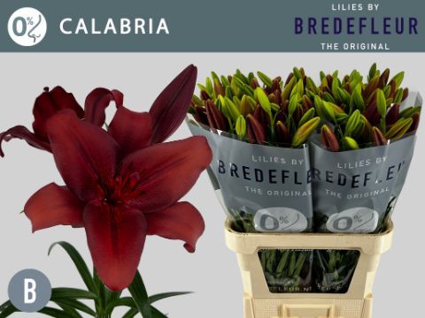 Срезанные цветы оптом Lilium la calabria от 60шт из Голландии с доставкой по России