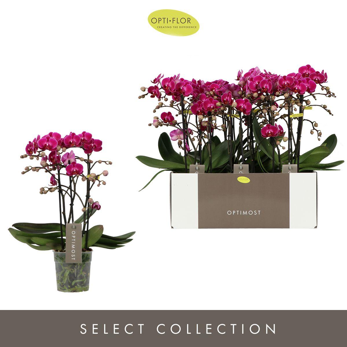 Горшечные цветы и растения оптом Phal 3st Morelia от 6шт из Голландии с доставкой по России