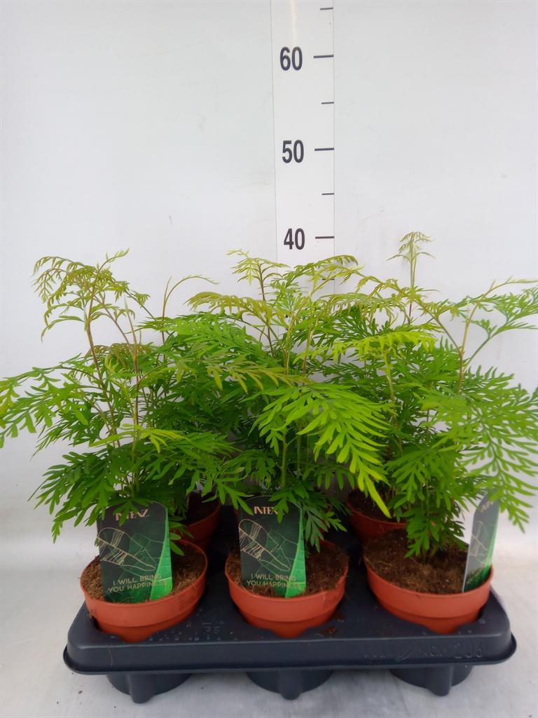 Горшечные цветы и растения оптом Grevillea Robusta от 6шт из Голландии с доставкой по России