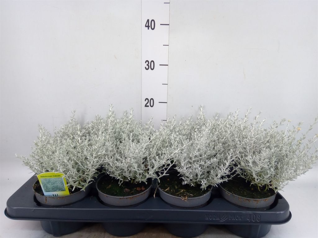Горшечные цветы и растения оптом Helichrysum Italicum от 8шт из Голландии с доставкой по России