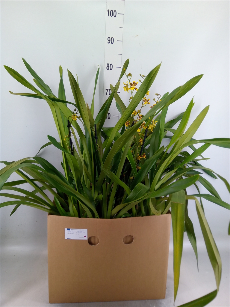 Горшечные цветы и растения оптом Orchideeen   ... от 1шт из Голландии с доставкой по России