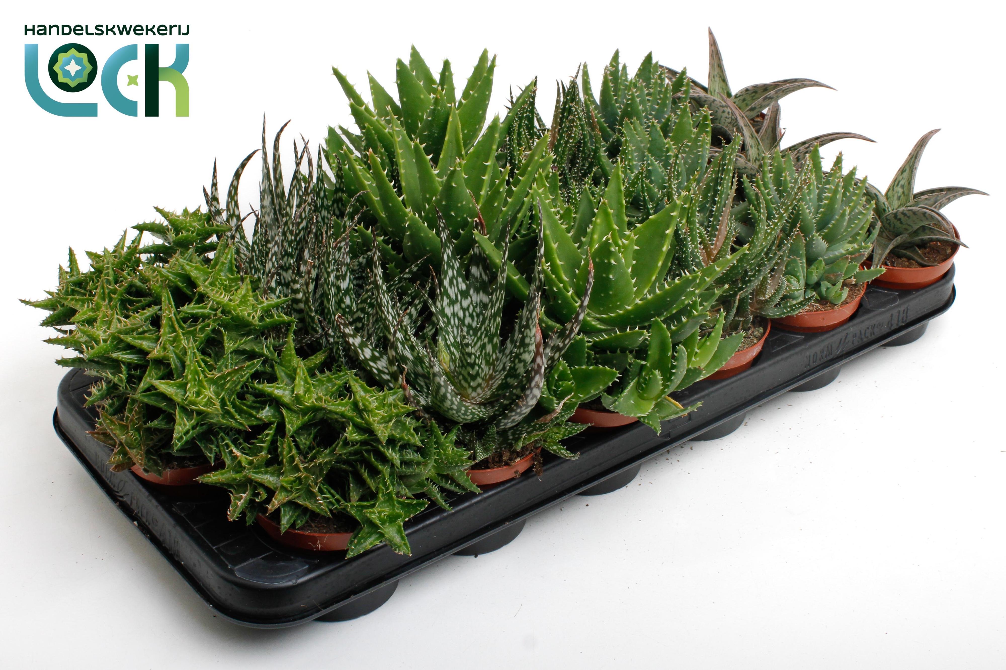 Горшечные цветы и растения оптом Aloe Gem от 12шт (для телеги) из Голландии с доставкой по России