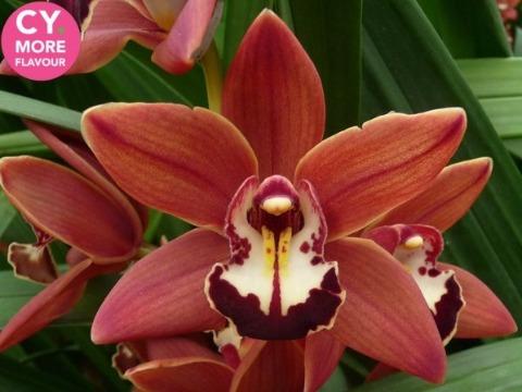 Срезанные цветы оптом Minicymbidium tangerine mary brownie от 20шт из Голландии с доставкой по России