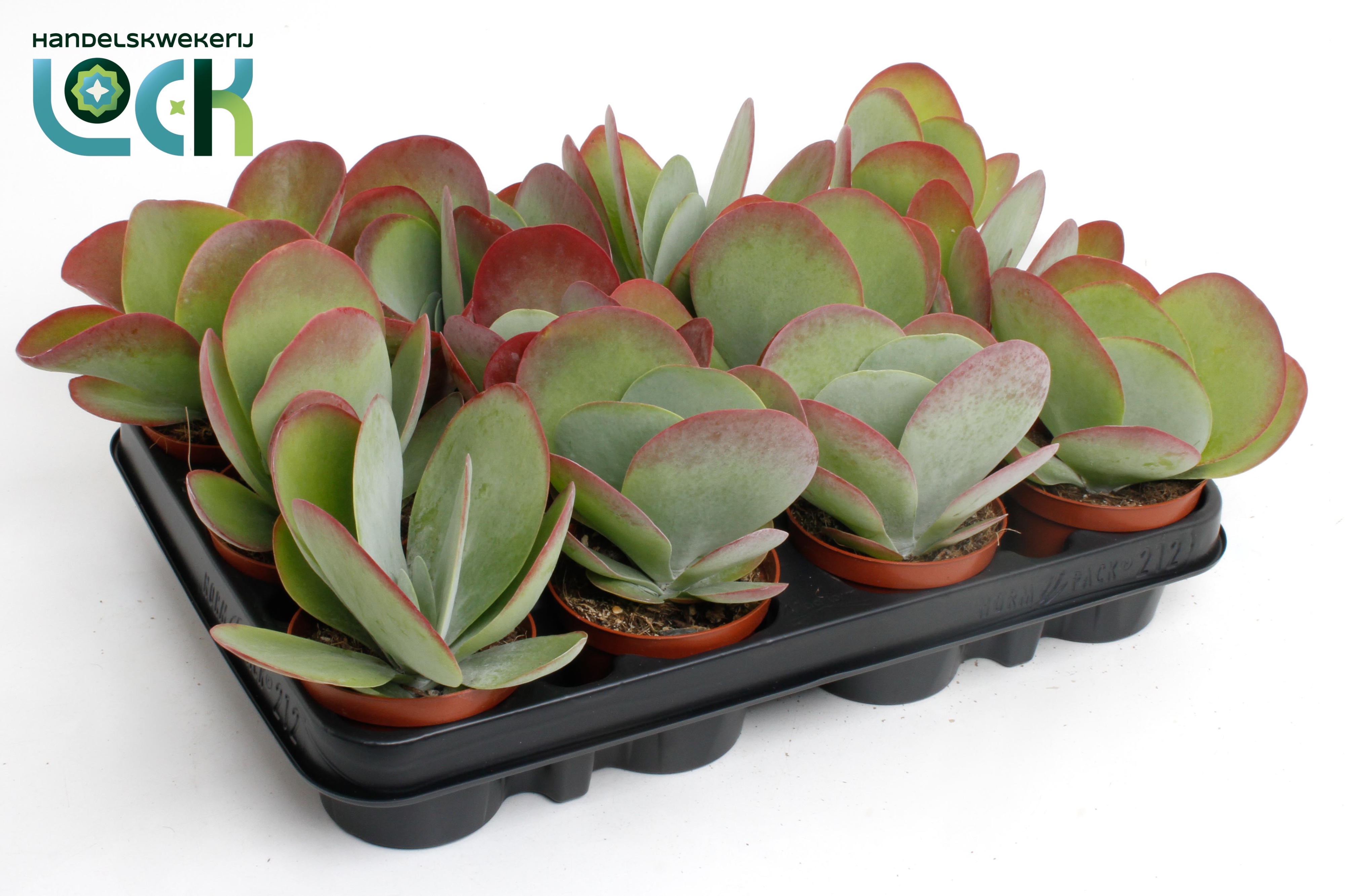 Горшечные цветы и растения оптом Kalanchoe Thyrsifl от 12шт (для телеги) из Голландии с доставкой по России