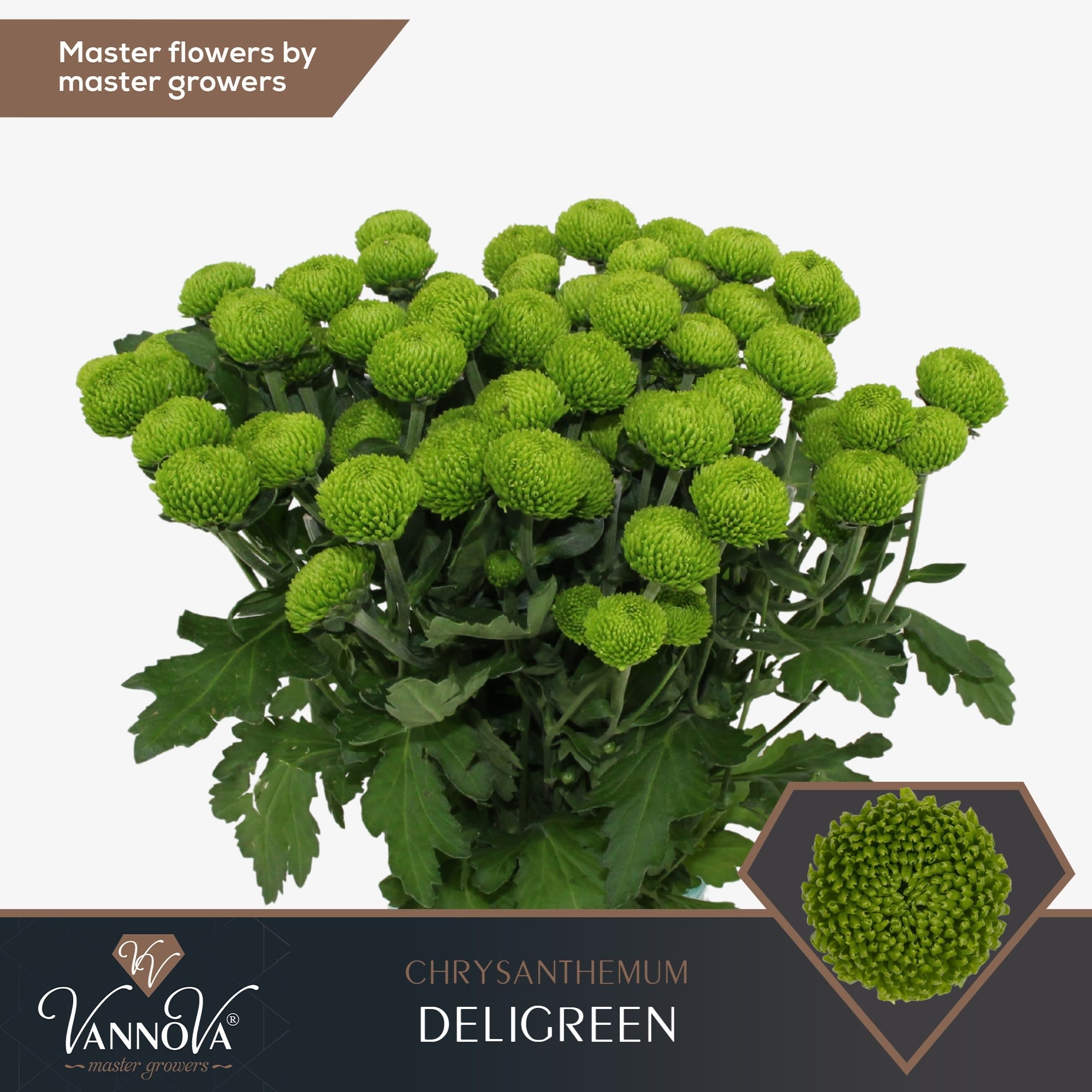 Срезанные цветы оптом Chrys sp deligreen от 80шт из Голландии с доставкой по России