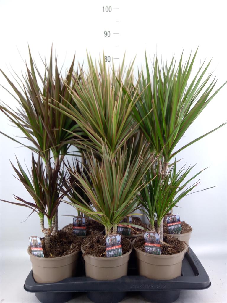 Горшечные цветы и растения оптом Dracaena   ...mix от 6шт из Голландии с доставкой по России