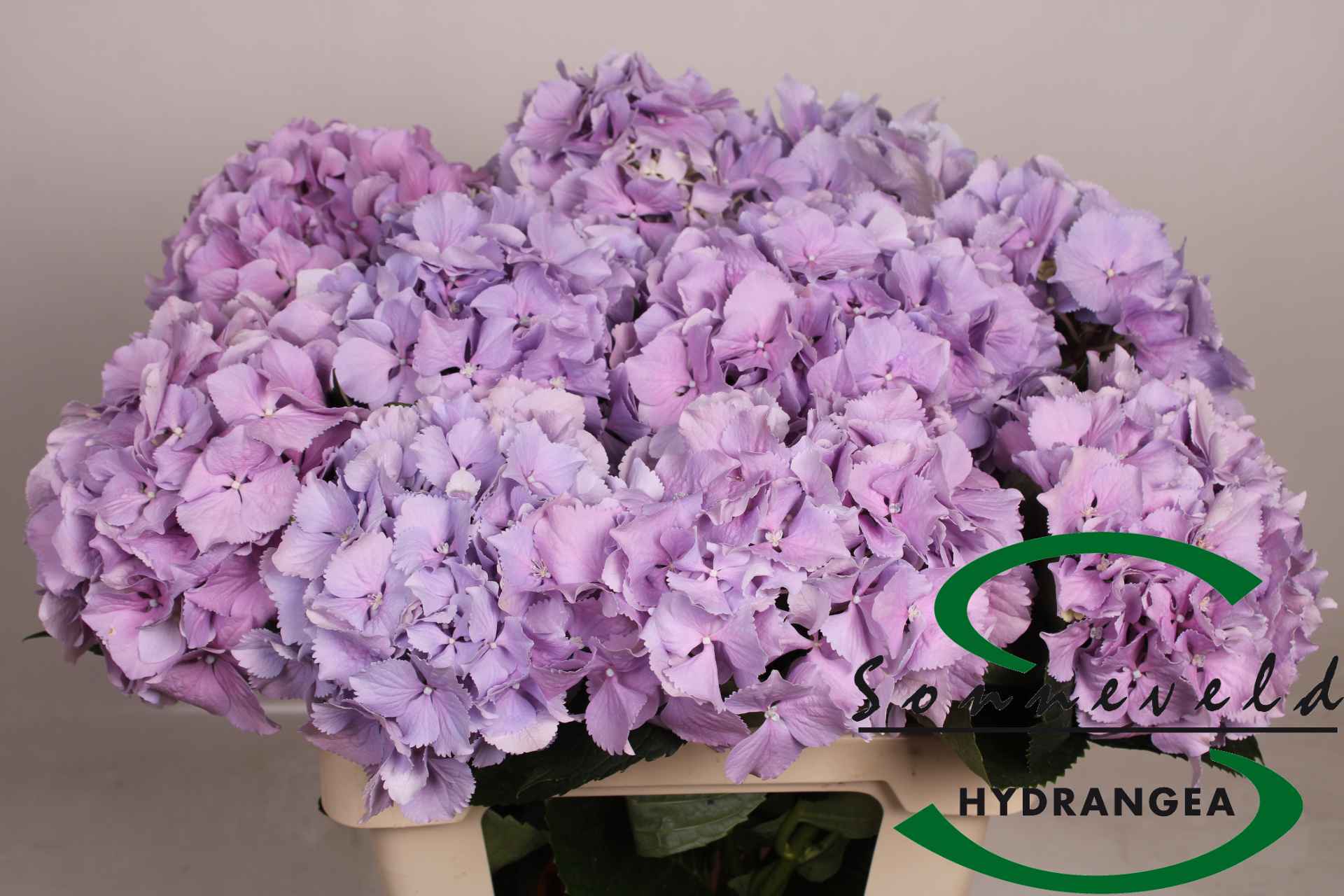 Срезанные цветы оптом Hydrangea m royal benefit от 10шт из Голландии с доставкой по России