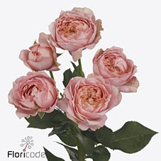 Срезанные цветы оптом Rosa spray julietta от 120шт из Голландии с доставкой по России