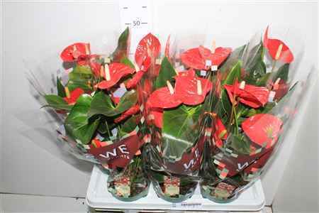 Горшечные цветы и растения оптом Anthu An Felicita 5+ от 7шт из Голландии с доставкой по России