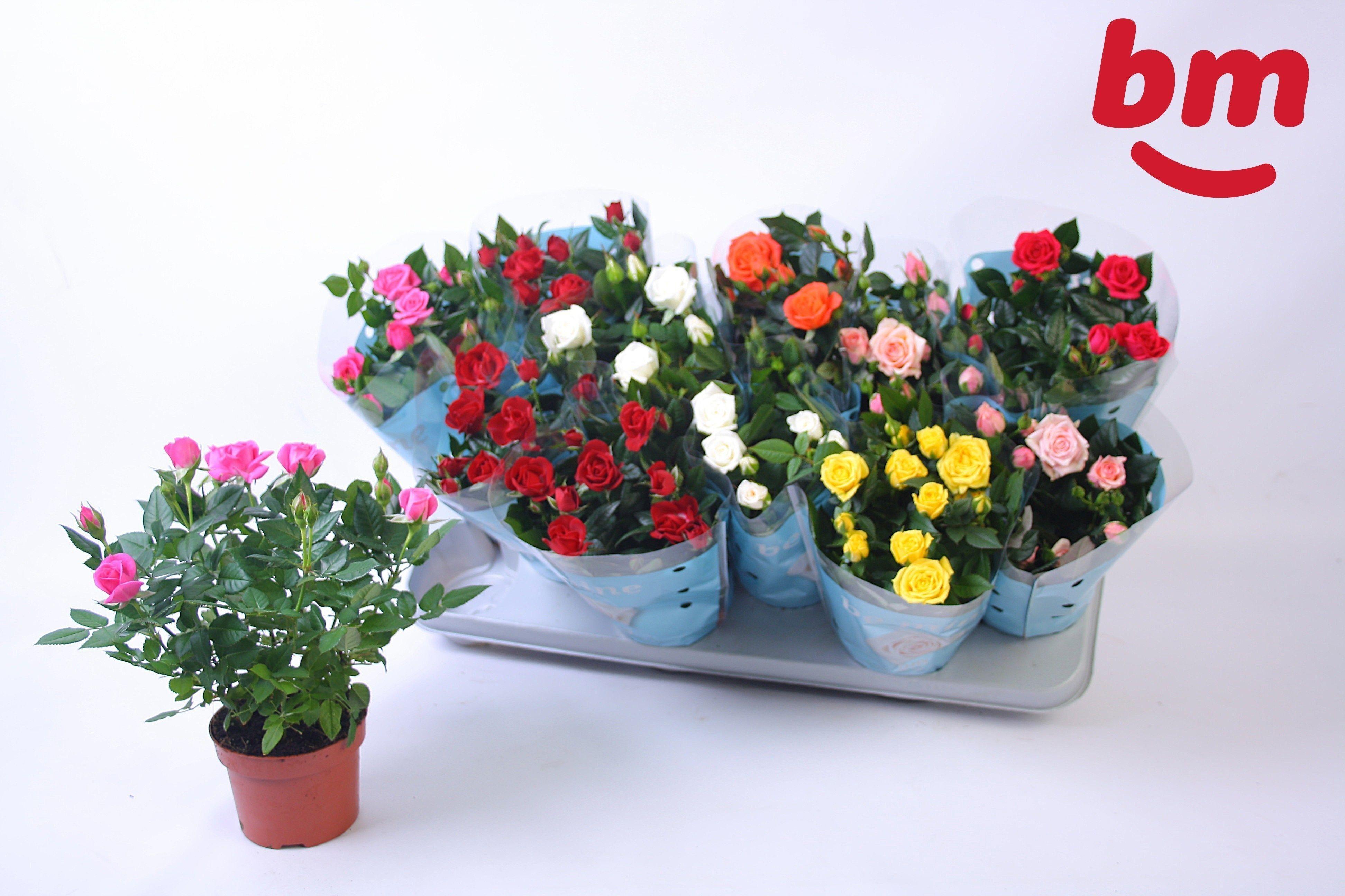 Горшечные цветы и растения оптом Ro B Monde Gem 7 Srt от 12шт из Голландии с доставкой по России
