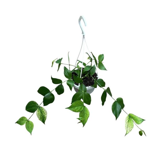 Горшечные цветы и растения оптом Hoya Polyneura от 1шт из Голландии с доставкой по России