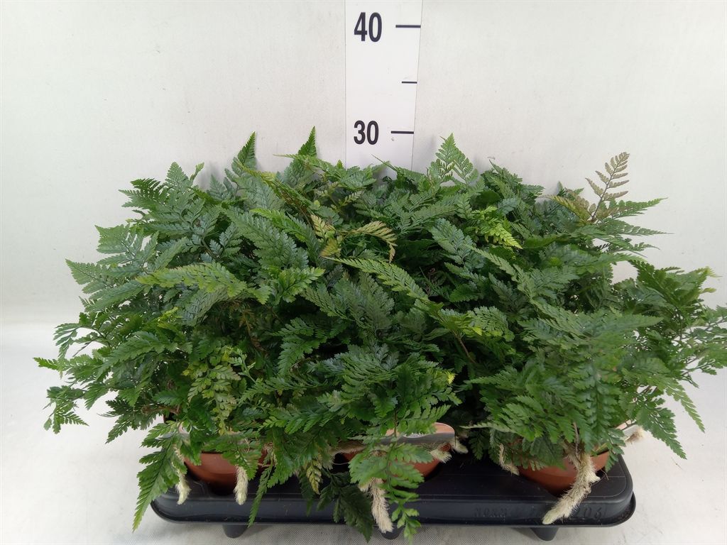 Горшечные цветы и растения оптом Humata Griffithiana Var. Tyermannii от 6шт из Голландии с доставкой по России