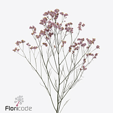 Срезанные цветы оптом Limonium blush diamond от 100шт из Голландии с доставкой по России