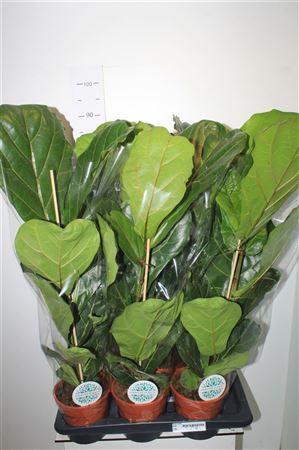 Горшечные цветы и растения оптом Ficus Lyrata от 6шт из Голландии с доставкой по России