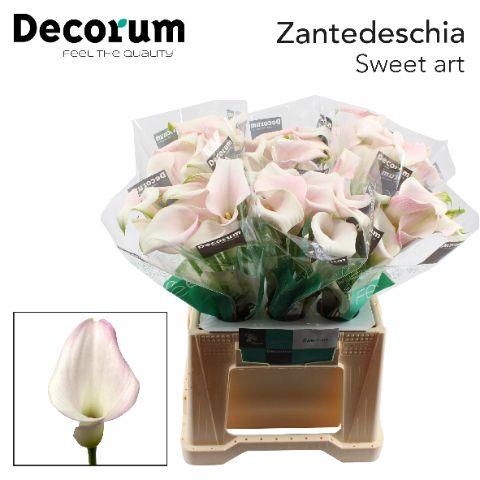 Срезанные цветы оптом Zantedeschia sweet art от 60шт из Голландии с доставкой по России