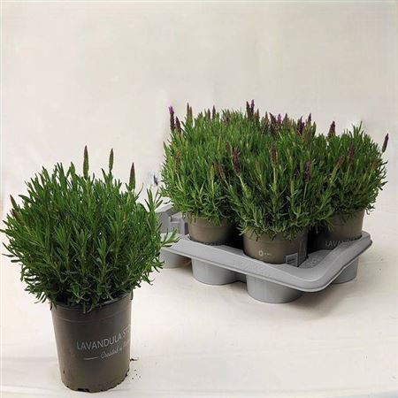 Горшечные цветы и растения оптом Lavandula Stoechas P17 от 6шт из Голландии с доставкой по России