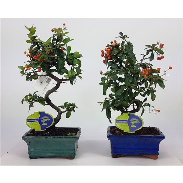 Горшечные цветы и растения оптом Bonsai Pyracantha Angustfolia 16cm от 7шт из Голландии с доставкой по России