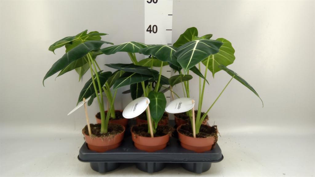 Горшечные цветы и растения оптом Alocasia Frydek от 6шт (для телеги) из Голландии с доставкой по России
