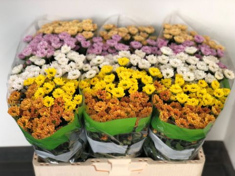 Срезанные цветы оптом Chrys sa rossi mix in bucket от 75шт из Голландии с доставкой по России