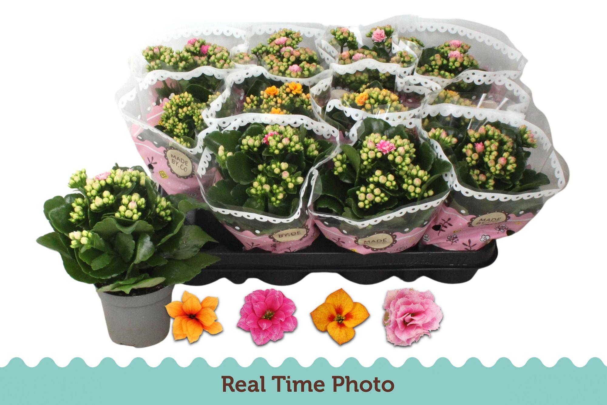 Горшечные цветы и растения оптом Kal Ge Gem Tweekl Bl от 12шт (для телеги) из Голландии с доставкой по России