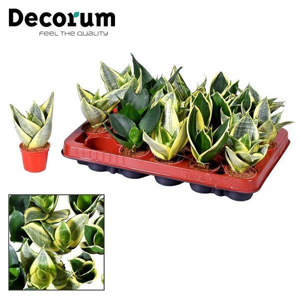 Горшечные цветы и растения оптом Sansevieria Tiny Sanny Mix (decorum) от 20шт из Голландии с доставкой по России