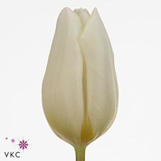 Срезанные цветы оптом Tulipa si white prince от 150шт из Голландии с доставкой по России