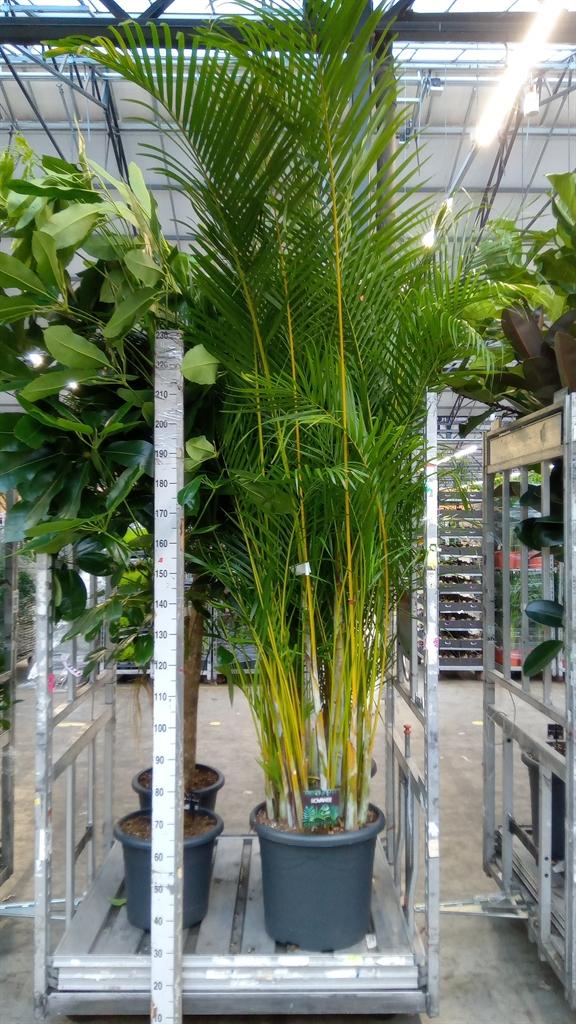 Горшечные цветы и растения оптом Dypsis Lutescens ...chrysalidoca от 1шт из Голландии с доставкой по России