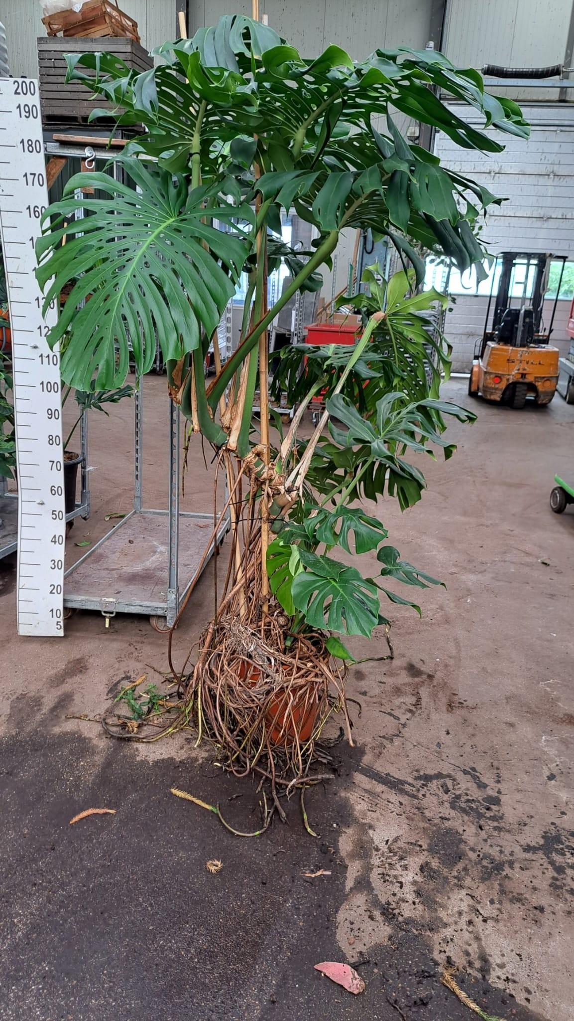 Горшечные цветы и растения оптом Monstera Xxl Luchtwortel 200 от 1шт из Голландии с доставкой по России