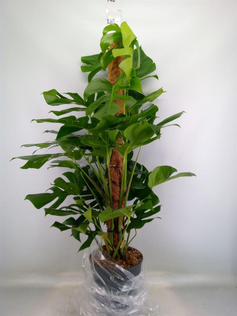 Горшечные цветы и растения оптом Monstera Pertusum от 1шт из Голландии с доставкой по России