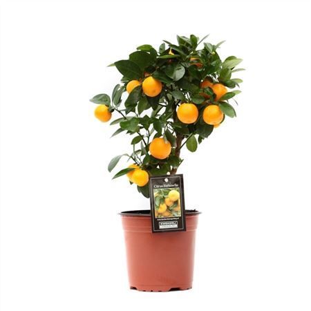 Горшечные цветы и растения оптом Citrus Calamondin On Stem от 6шт из Голландии с доставкой по России