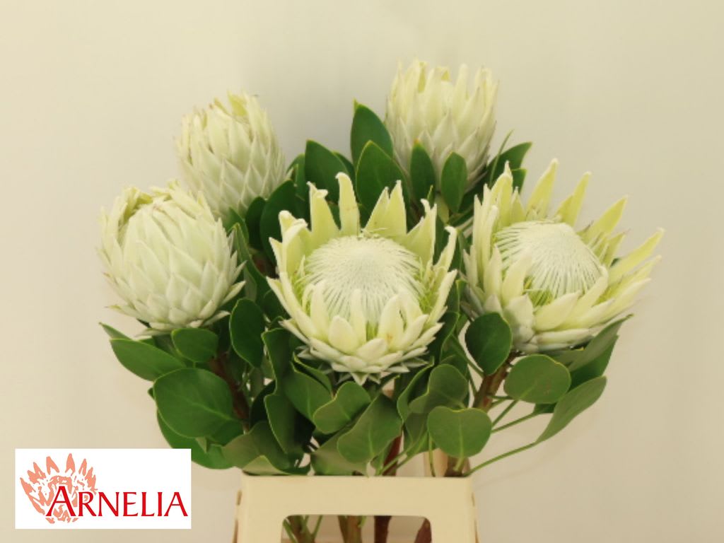 Срезанные цветы оптом Protea arctic ice от 5шт из Голландии с доставкой по России