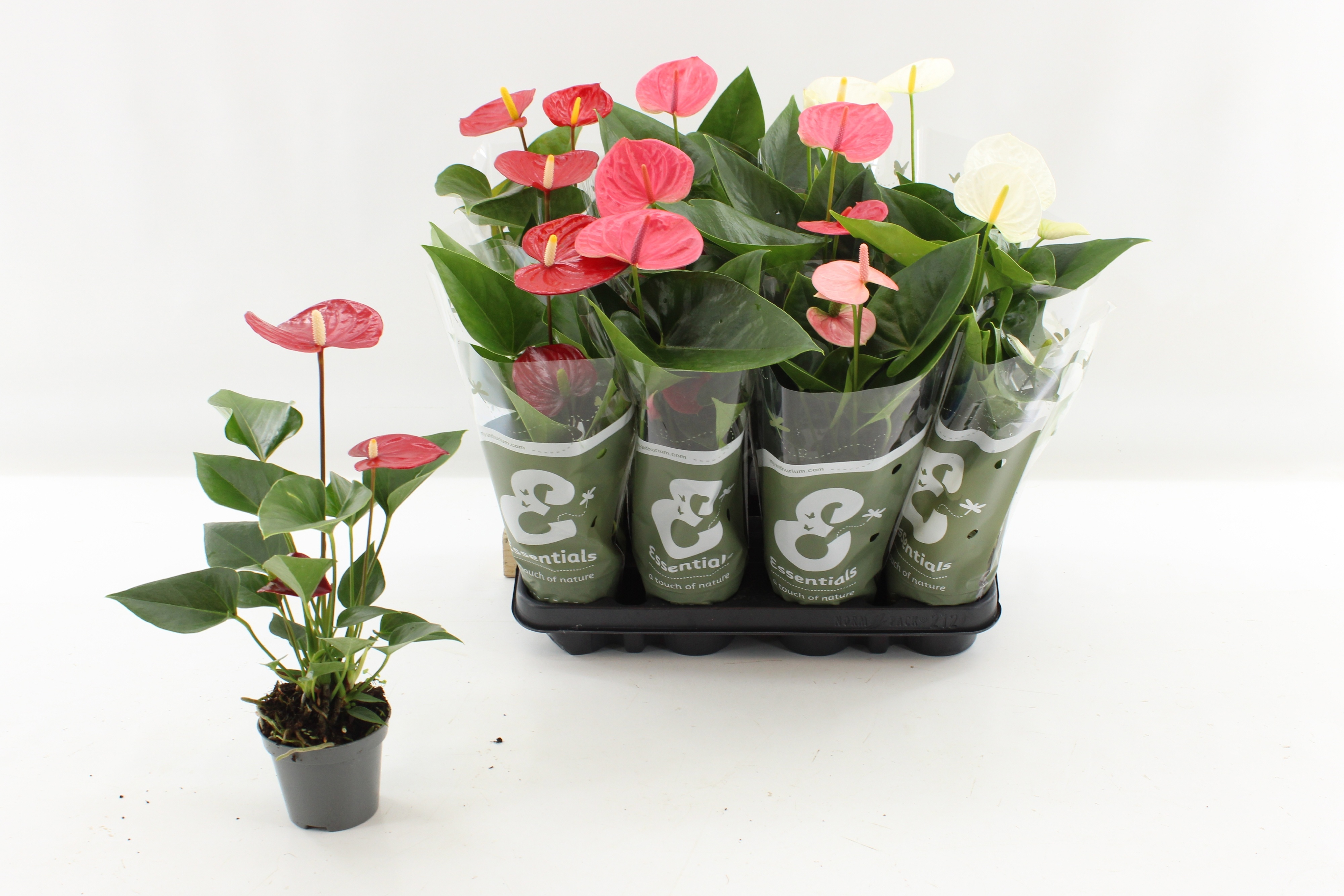 Горшечные цветы и растения оптом Anthu An Gem 4 Kl от 12шт (для телеги) из Голландии с доставкой по России