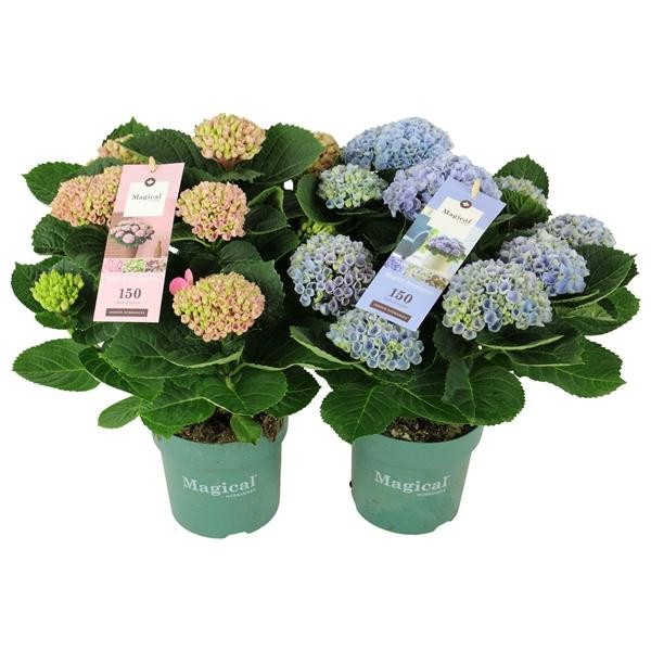 Горшечные цветы и растения оптом Hydrangea Ma Magical Revolution Mix 9+ от 6шт из Голландии с доставкой по России